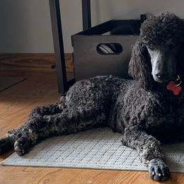 American Corgis and Poodles from Sittin Pretty Puppies