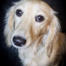 Storm - Dachshund