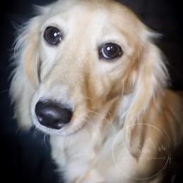 Storm - Dachshund