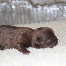 Boy 3 - Liver male Shih Tzu puppy in Eunice, Louisiana from 4J's Cajun Kennels