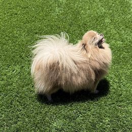 Lilly - Pomeranian