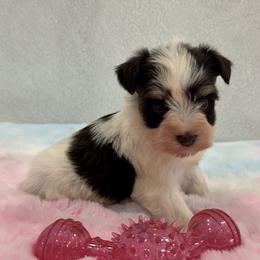 Alivia Female 5 AKC Mega Coat Blue Eyes - Parti female Miniature Schnauzer puppy in Pageland, South Carolina from New Haven Farms