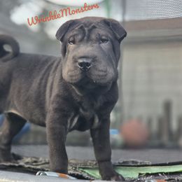 Faye - Black female Chinese Shar-Pei puppy in Salem, Ohio from WrinkleMonsters