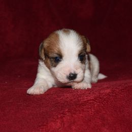 Nutmeg Girl 2 - White and tan female Russell Terrier puppy in Middletown, Virginia from DBF Russell Terriers