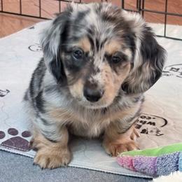 Rocky PawBoa - Dapple male Dachshund puppy in Caulfield, Missouri from Hocomo Hollow Doxies