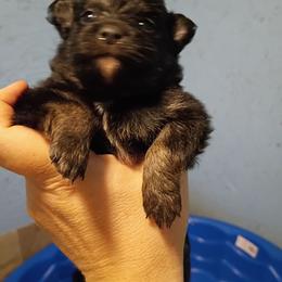 Little Miss - Tri-colored female Pomeranian puppy in Parthenon, Arkansas from Michelle's Poms