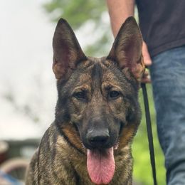 Lyric - German Shepherd