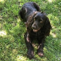 Scout - Boykin Spaniel