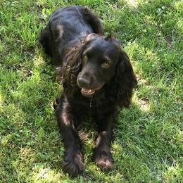 Scout - Boykin Spaniel
