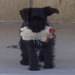 Dixie - Miniature Schnauzer