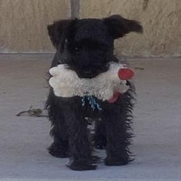 Dixie - Miniature Schnauzer