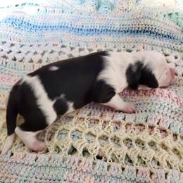 Caspar - Black and white male Sheepadoodle puppy in Bellevue, Iowa from Vivere Farm LLC