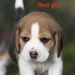 Red Girl - Black white and tan female Beagle puppy in Palm City, Florida from VR Wanderlust Beagles