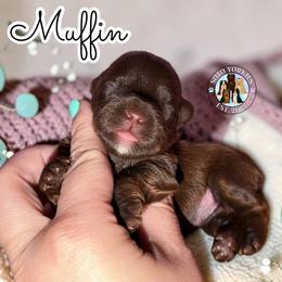 Muffin - Liver female Yorkshire Terrier puppy in London, Kentucky from Soto Yorkies
