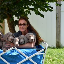 Weimaraner Puppies from Platinum Weimaraners