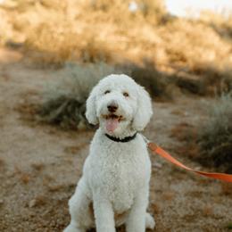 Goldendoodles from Lucydoodles