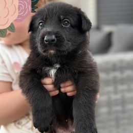 Green Collar - Black male German Shepherd puppy in Wood Lake, Minnesota from Querencia German Shepherds and Corgis