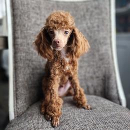 Moose - Poodle