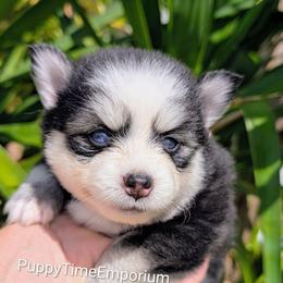Brie - 2100 - Black and white female Pomsky puppy in Spring Hill, Florida from www.PuppyTimeEmporium.com