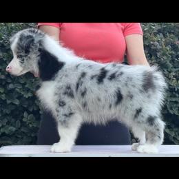 Cloudy - Blue merle male Border Collie puppy in Dunn, North Carolina from Coylety Border Collies