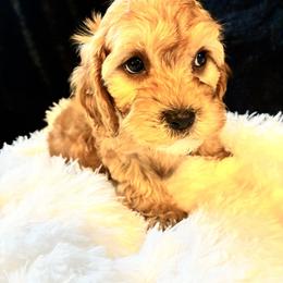 Festive - Red and white male Cockapoo puppy in Adrian, Oregon from ApplebyFarm