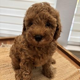 Poby - Brown male Poodle puppy in Coppell, Texas from Chae’s Fam