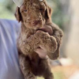 Marina - Cream female Goldendoodle puppy in Escalon, California from Miley&Co.