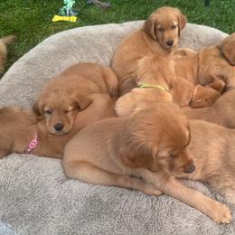 Golden Retriever Puppies from Bigfoot Goldens - AKC Registered Dark Red