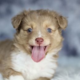 Journey girl yellow - Yellow female Miniature Australian Shepherd puppy in Buchanan, Georgia from Stanleyville Farm Mini Aussies
