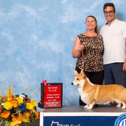 Marty McFly - Pembroke Welsh Corgi