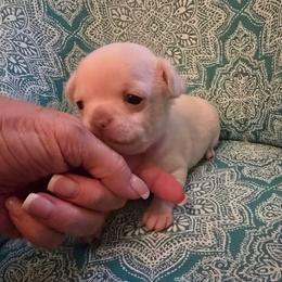 Girl 1 - Cream and white female Chihuahua puppy in Orange, Texas from Tiny Paws from God