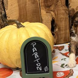 Parton - Brown and white female Aussiedoodle puppy in Lavonia, Georgia from H & A Kennels