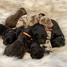Goldendoodle, Labradoodle, and Sheepadoodle Puppies from The Parrish Doods