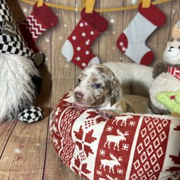 Prince Eric - Fawn (isabella) and tan male Dachshund puppy in Corona, California from Over The Moon Dachshunds