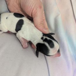 4 black and tan piebald - Black and tan male Dachshund puppy in Central Point, Oregon from MRS Long Dog Ranch