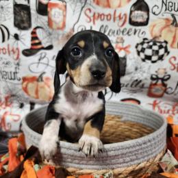 Austin - Piebald male Dachshund puppy in Anaconda, Montana from Williams Family Dachshunds