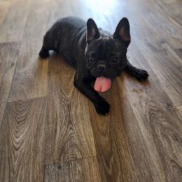 French Bulldog puppies from Pryde French Bulldogs