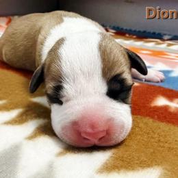 Dion - Red male American Staffordshire Terrier puppy in Clintwood, Virginia from SkyBlue Kennel