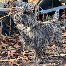 Wally - Cairn Terrier