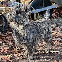 Wally - Cairn Terrier