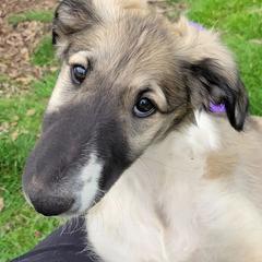 Borzois from Starswift Borzoi