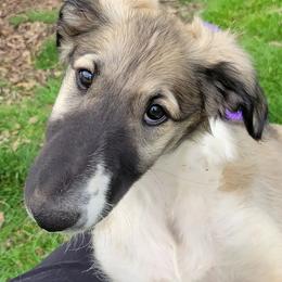 Borzois from Starswift Borzoi