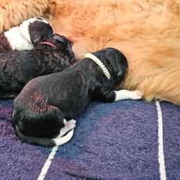 Goldendoodle puppies from Edmond Doodles, LLC