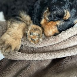 Bernedoodle and Double Doodle Puppies from Cloud Nine Doodles