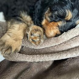 Bernedoodle and Double Doodle Puppies from Cloud Nine Doodles