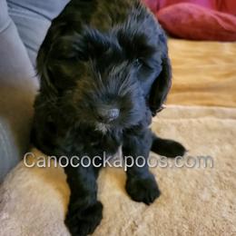 Cockapoo Puppies from Cano Cockapoos