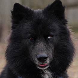 Silas - Siberian Husky