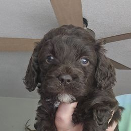Mocha - Purple Collar Female - Brown and white female Cockapoo puppy in Mocksville, North Carolina from Hunting Creek Farm & Kennel