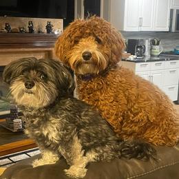 Havapoo Puppies from Havapoo Kennels