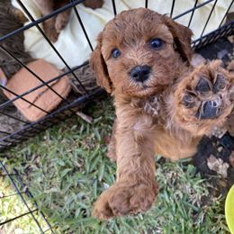 Cockapoo Puppies from Chesapeake Cockapoos